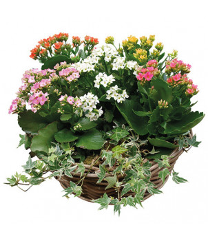 COMPOSITION DE KALANCHOÉS