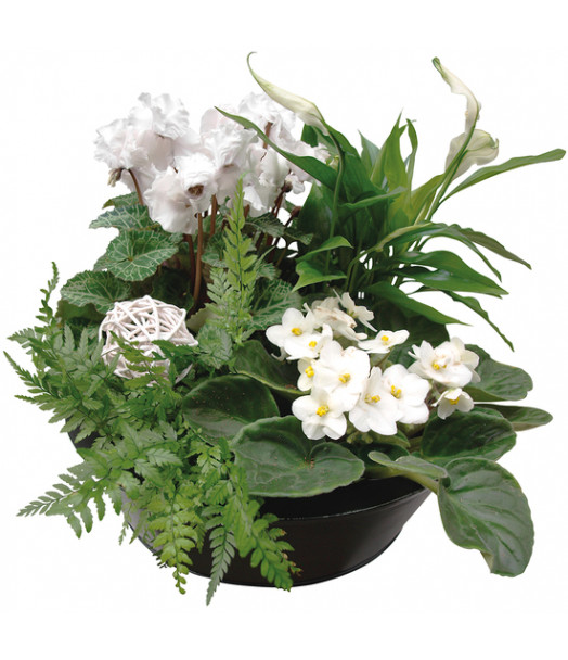COMPOSITION JARDIN ZEN - ENVOYER DES FLEURS COMPOSITION JARDIN ZEN - ENVOYER DES FLEURS