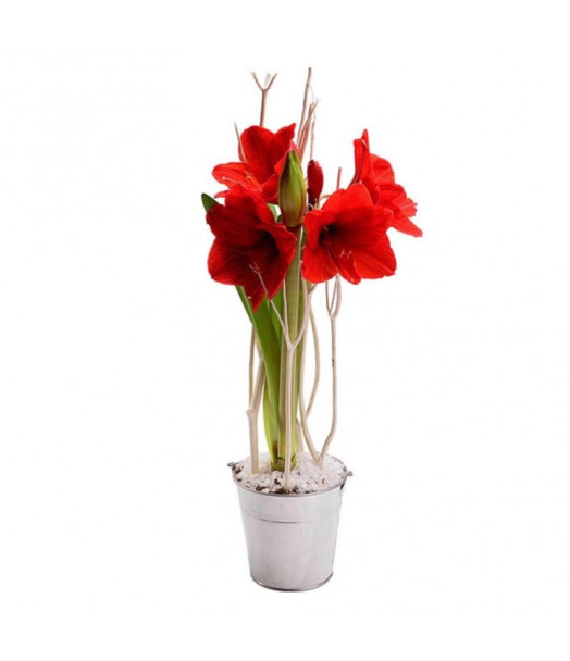 COMPOSITION AMARYLLIS DE NOËL COMPOSITION AMARYLLIS DE NOËL