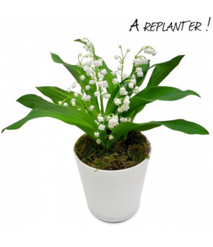 MUGUET EN POT AVEC RACINES