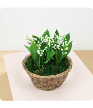 COMPOSITION DE MUGUET - ESPRIT DES BOIS