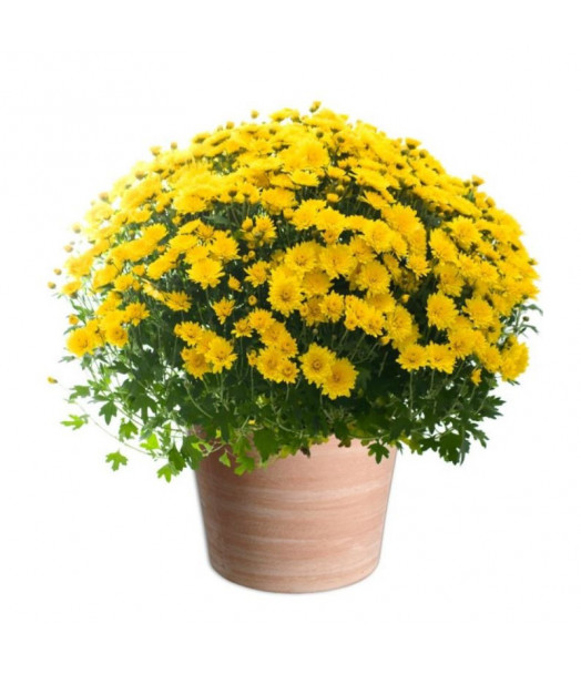 CHRYSANTHÈME JAUNE TOUSSAINT