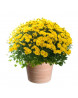 CHRYSANTHÈME JAUNE TOUSSAINT