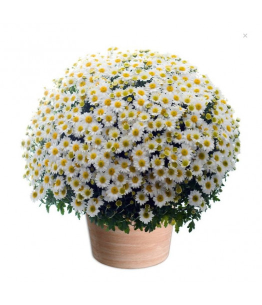 CHRYSANTHÈME BLANC TOUSSAINT