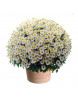 CHRYSANTHÈME BLANC TOUSSAINT