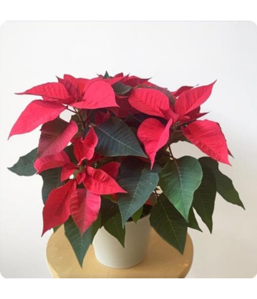 Poinsettia Etoile de Noël