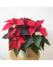 Poinsettia Etoile de Noël