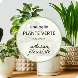 PLANTE VERTE DU FLEURISTE