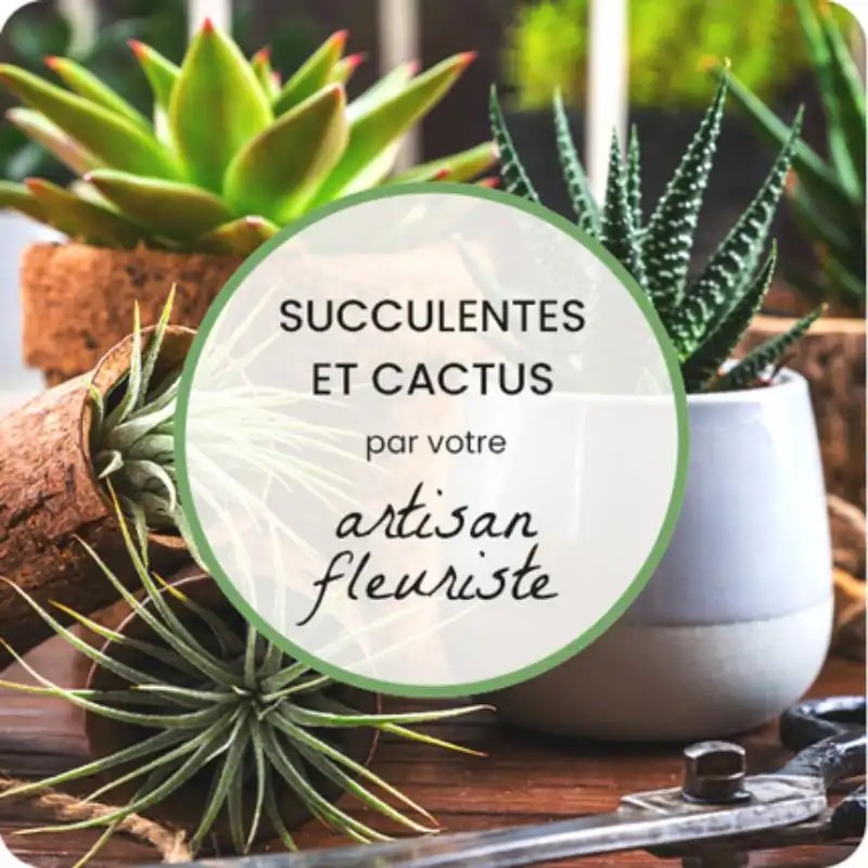 SUCCULENTES ET CACTUS