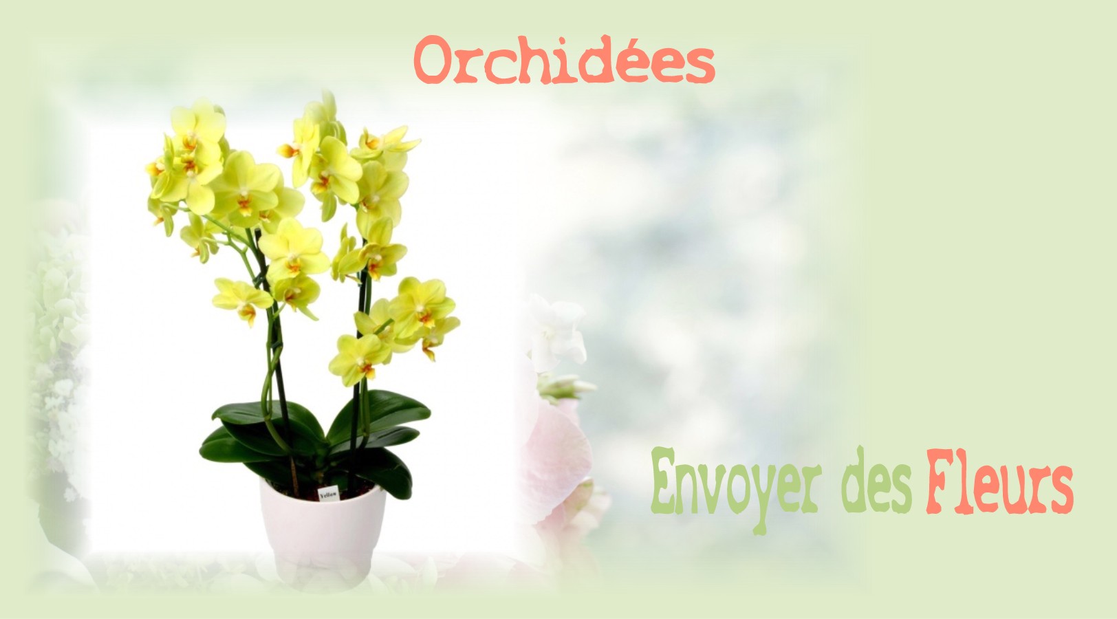 ORCHIDÉES